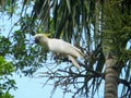 A white cockatoo sitting on a branch of a palm tree in the tropics. Royalty Free Stock Photo