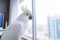 White Cockatoo sitting on a window sill