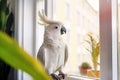 White Cockatoo sitting on a window sill and looking out the window