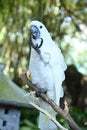 white cockatoo standing on wood with claw on peak