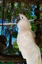 White Cockatoo on a Swing Near the Beach Royalty Free Stock Photo