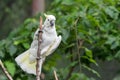 White Cockatoo in tree Royalty Free Stock Photo