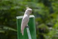 White Cockatoo or Umbrella Cockatoo Cacatua alba Royalty Free Stock Photo