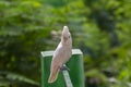 White Cockatoo or Umbrella Cockatoo Cacatua alba on green background Royalty Free Stock Photo