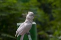 White Cockatoo or Umbrella Cockatoo Cacatua alba Royalty Free Stock Photo