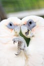 Two white cockatoos