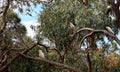 White cockatoos chillin in a gumtree