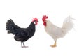 White Cockerel and Black Chicken isolated on a white