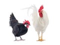 White Cockerel and Black Chicken isolated on a white