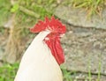 White cockerel closeup.