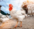 White cockerel on farm