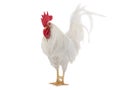 White Cockerel is isolated on a white Royalty Free Stock Photo