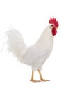 White Cockerel is isolated on a white Royalty Free Stock Photo