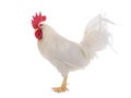 White Cockerel is isolated on a white Royalty Free Stock Photo