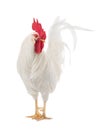White Cockerel is isolated on a white Royalty Free Stock Photo