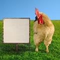 White cockerel looking at white billboard - square composition - soft focus