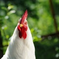 White Cockerel (Rooster)