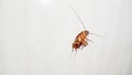 white of cockroach or kecoa seen from above Royalty Free Stock Photo