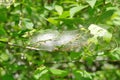 White cocoon with caterpillars inside on a bird cherry branch Royalty Free Stock Photo