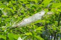 Cocoon with caterpillars inside on a bird cherry branch Royalty Free Stock Photo