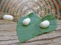 White cocoon and mulbery leaf on dead tree