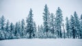 White cold frozen winter forest in washington state