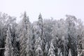 White cold winter forest landscape snow Royalty Free Stock Photo