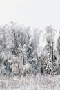 White cold winter forest landscape snow Royalty Free Stock Photo