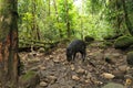 A white collar peccary, Pecari tajacu, looking for food on the muddy ground in a tropical forest Royalty Free Stock Photo