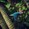 White collared kingfisher, Bali, Indonesia. https://www.dreamstime.com/white-collared-kingfisher-bali-image137467918