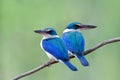 White-collared Kingfisher, beautiful pair of bright blue and turquoise bird
