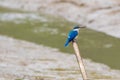 White Collared Kingfisher bird Tree kingfisher, Mangrove kingfi