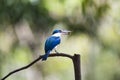 White - collared Kingfisher Royalty Free Stock Photo