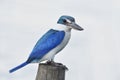 White collared kingfisher perching on wooden post expose over bright background