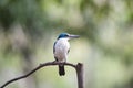 White - collared Kingfisher Royalty Free Stock Photo