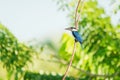 White collared kingfisher Royalty Free Stock Photo