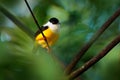 White-collared Manakin, Manacus candei, blyck white yellow tropic bird, Costa Rica, Central America. Forest bird, wildlife scene