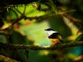 White-collared manakin - Manacus candei passerine bird in the manakin family, resident breeder in the tropical New World