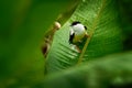 White-collared manakin - Manacus candei passerine bird in the manakin family, resident breeder in the tropical New World from