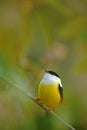 White-collared Manakin, Manacus candei, rare bizar bird, Nelize, Central America. Forest bird, wildlife scene from nature. White a Royalty Free Stock Photo