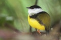 White-collared Manakin, tropical bird of Belize