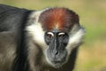 White-collared mangabey Royalty Free Stock Photo