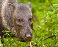 White-collared Peccary Royalty Free Stock Photo