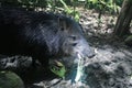 A white collared peccary, pecary tajacu, kept in captivity and eating corn Royalty Free Stock Photo