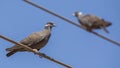 White-collared Pigeon on Electric Wire