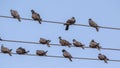 White-collared Pigeons on Electric Wire