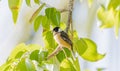 White-collared Seedeater Sporophila torqueola Perched in a Tree Branch Royalty Free Stock Photo