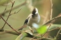 White-collared yuhina Royalty Free Stock Photo