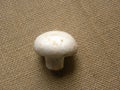 White color Agaricus bisporus