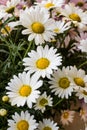 White color,blooming daisies background with fresh green leaves